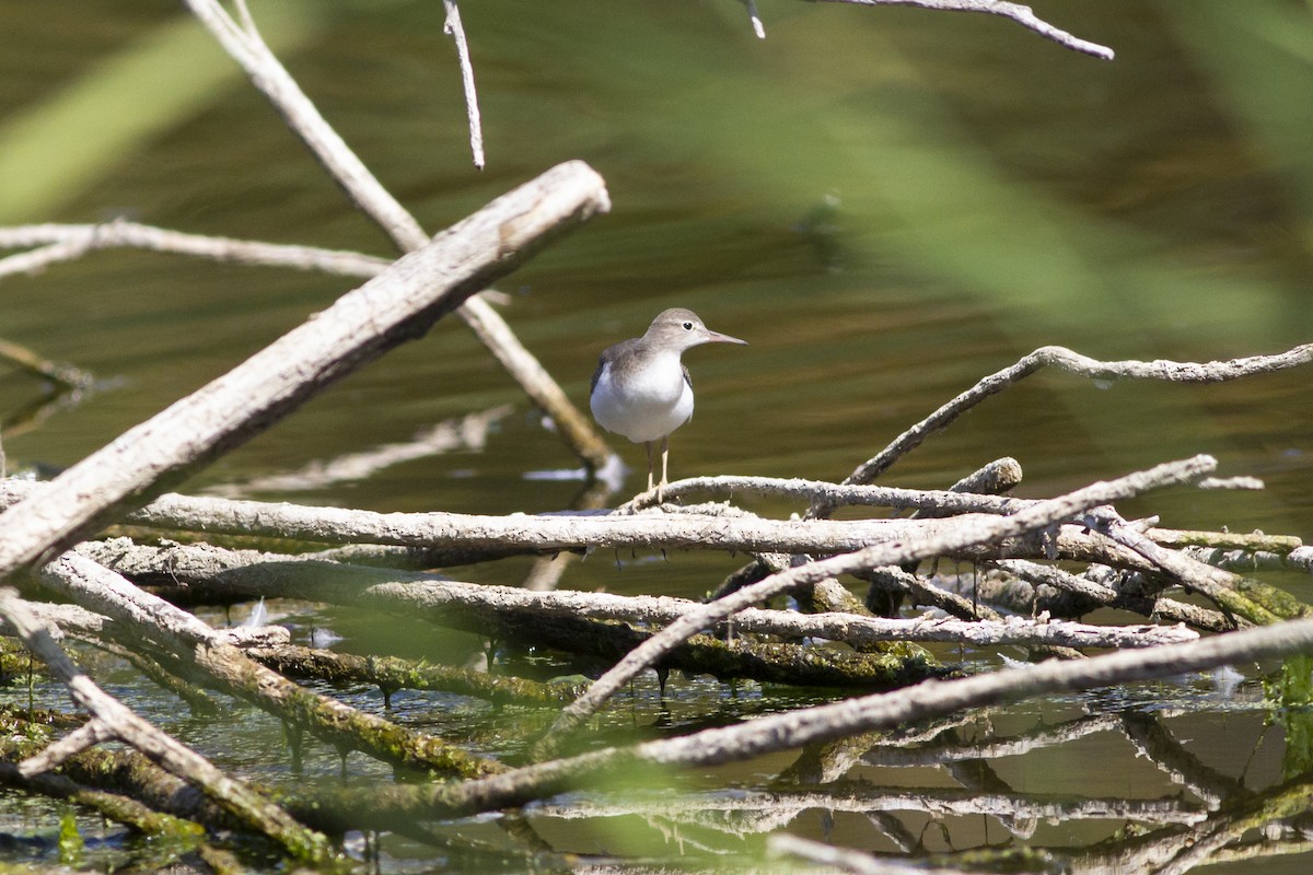 Spotted Sandpiper - ML176826521