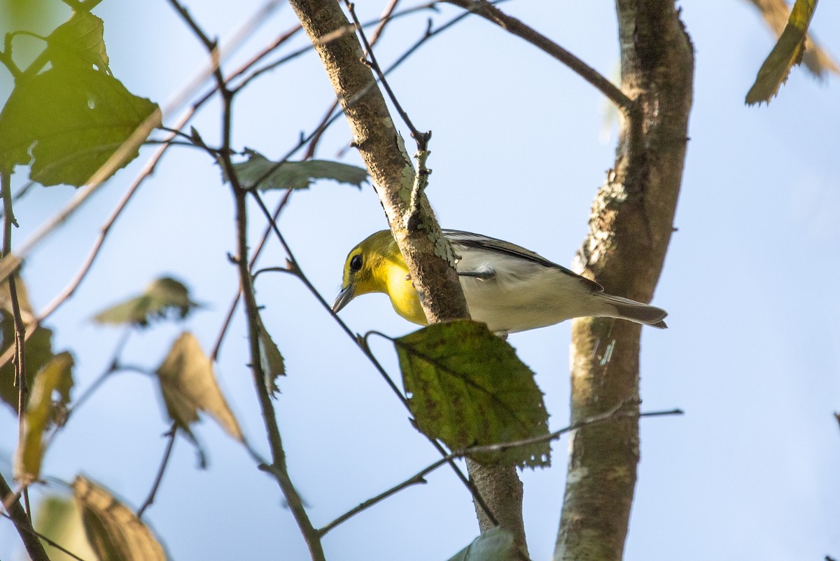 Yellow-throated Vireo - Shawn Taylor