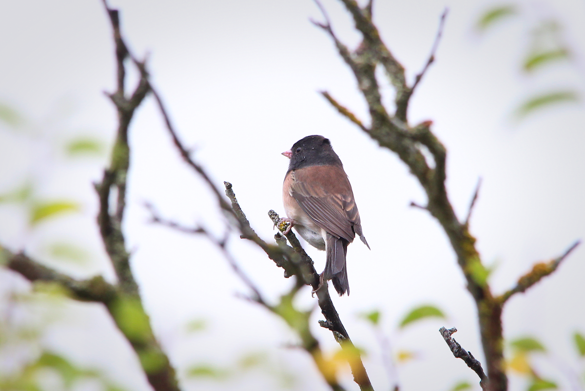 Junco ardoisé (groupe oreganus) - ML176826981