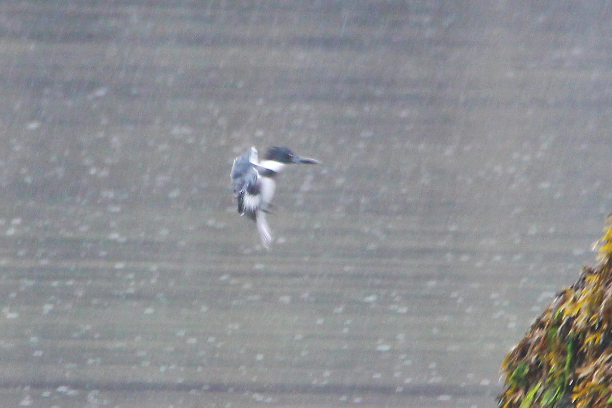 Belted Kingfisher - ML176827021