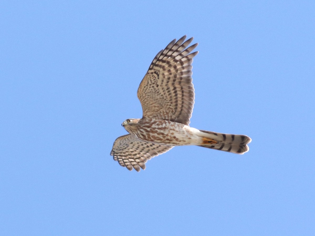 Sharp-shinned Hawk - Jessé Roy-Drainville