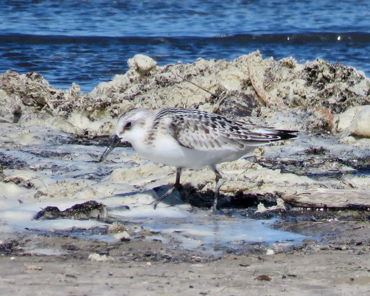 Sanderling - ML176828401