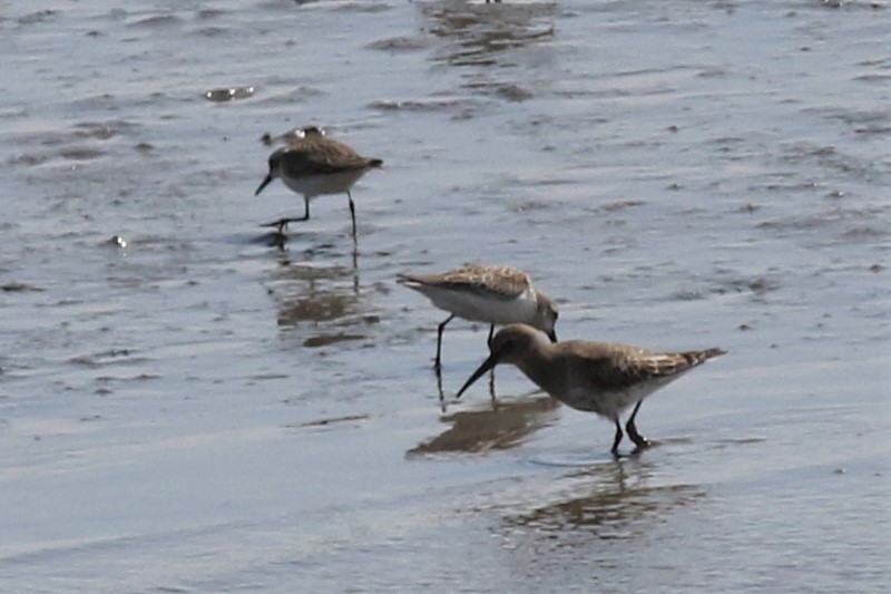 Dunlin - ML176829461