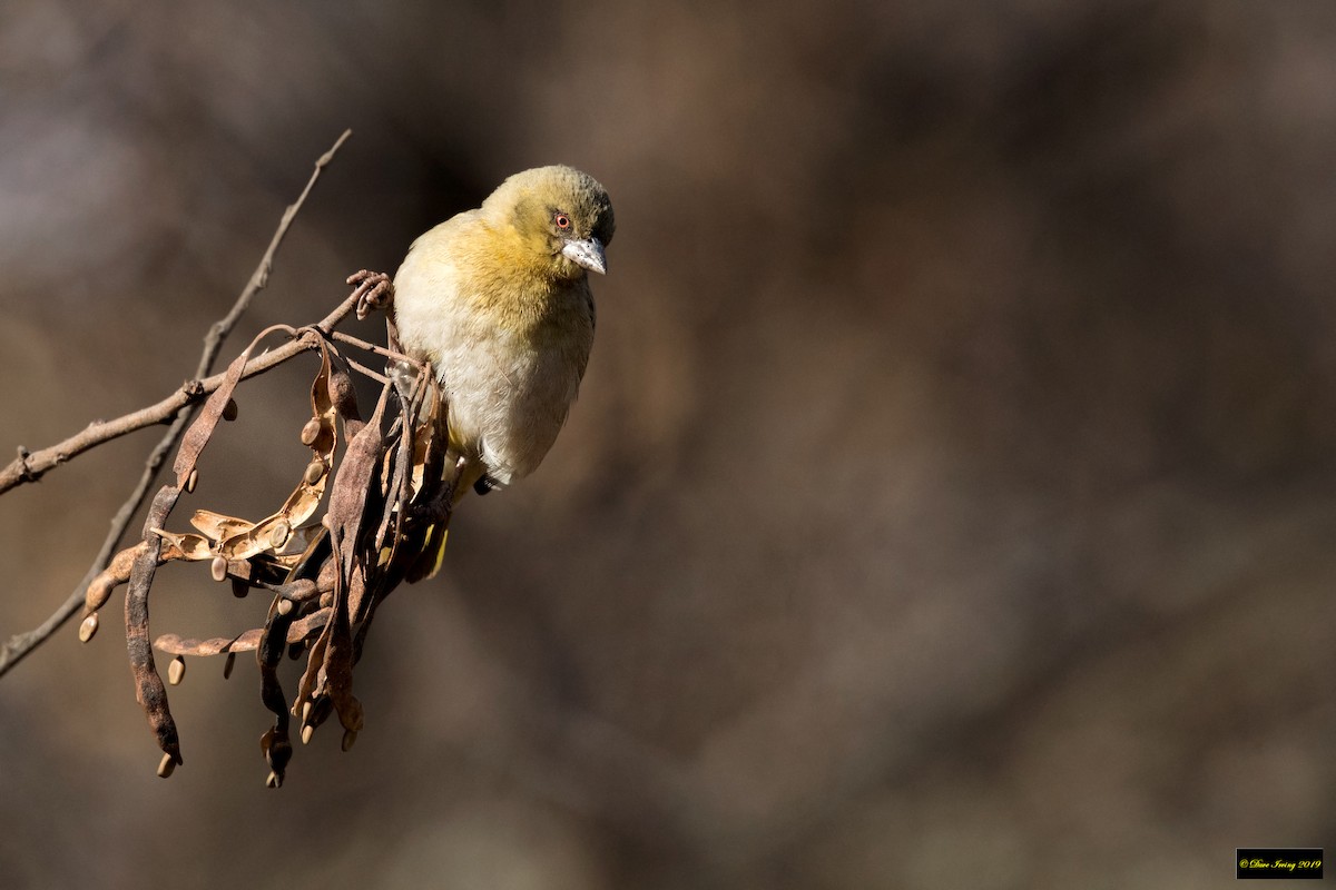 Southern Masked-Weaver - ML176830071