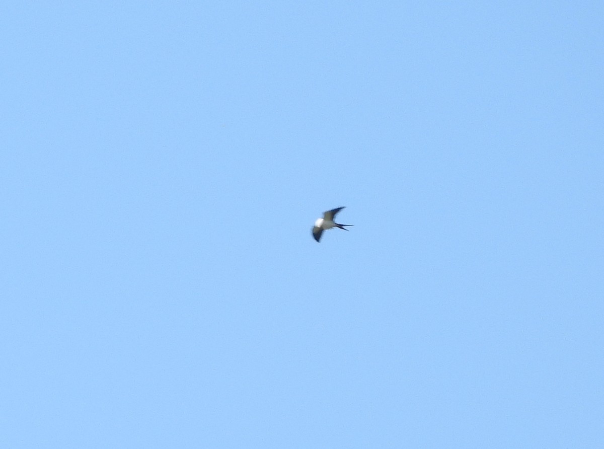 Swallow-tailed Kite - ML176831311