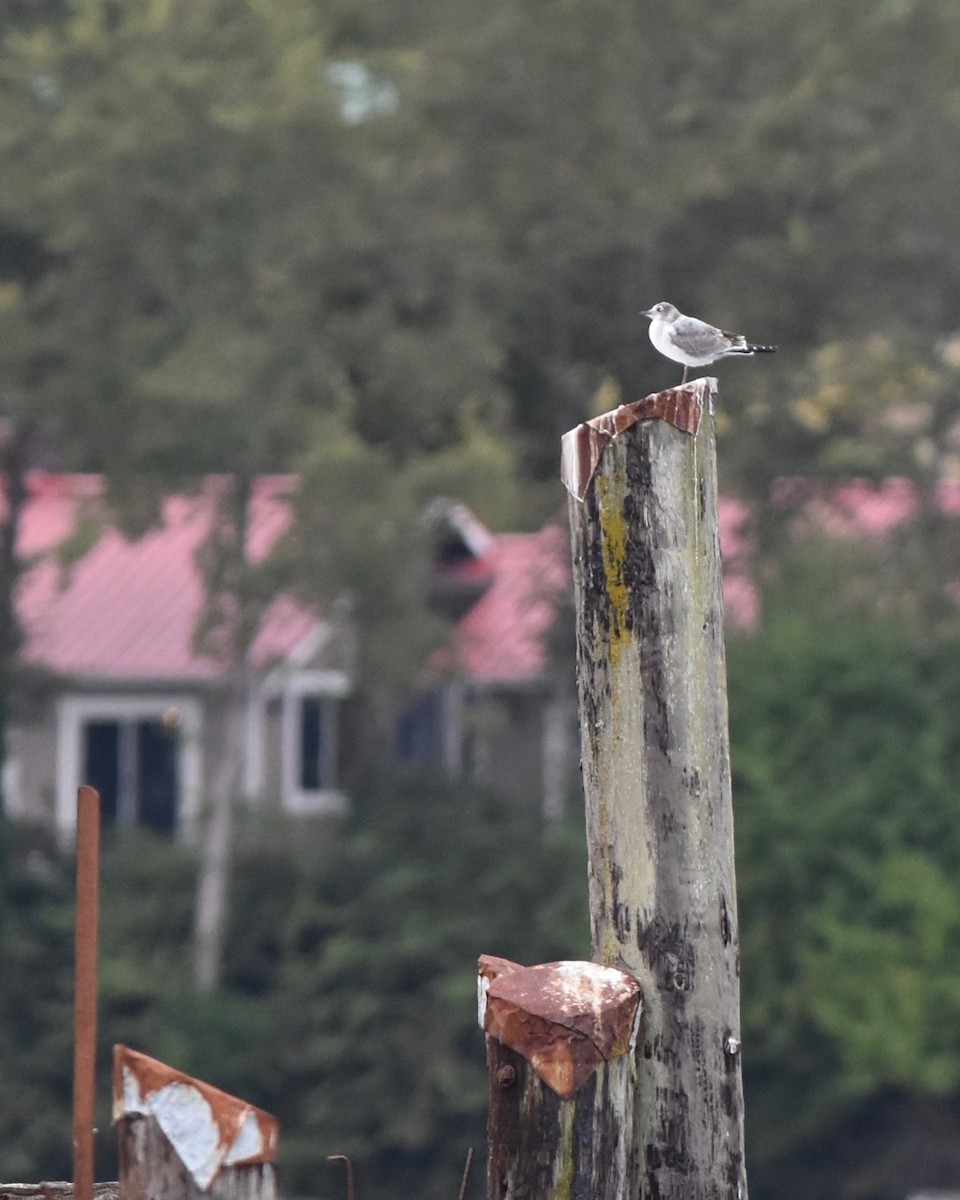 Franklin's Gull - ML176831641