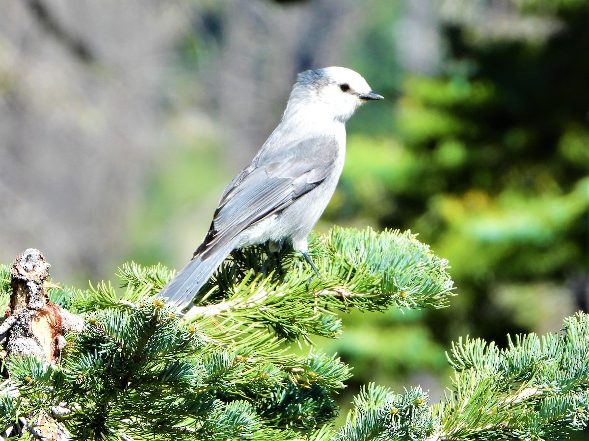 Canada Jay - ML176834301