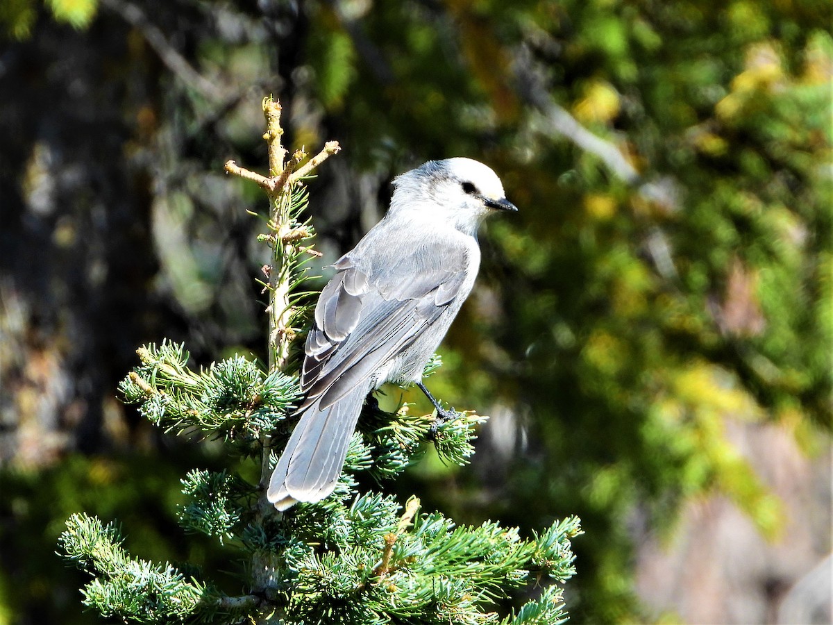 Canada Jay - Charles Martinez