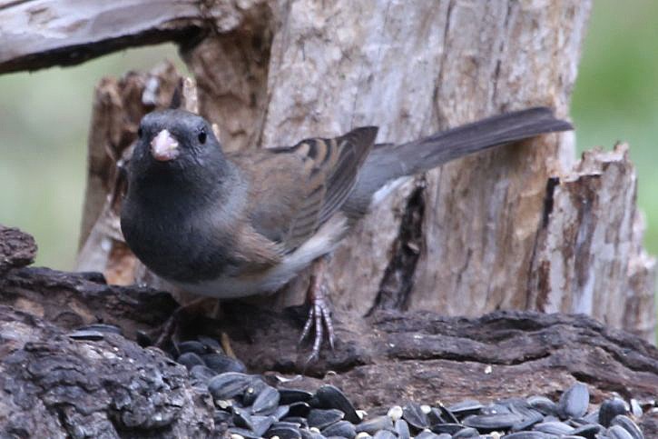 Dark-eyed Junco (Slate-colored/cismontanus) - ML176834481