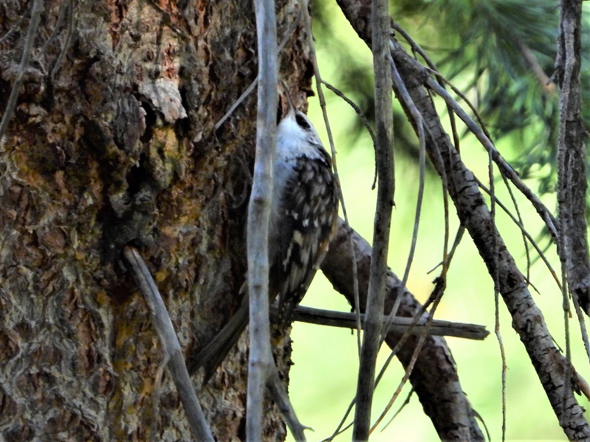 Brown Creeper - ML176834501