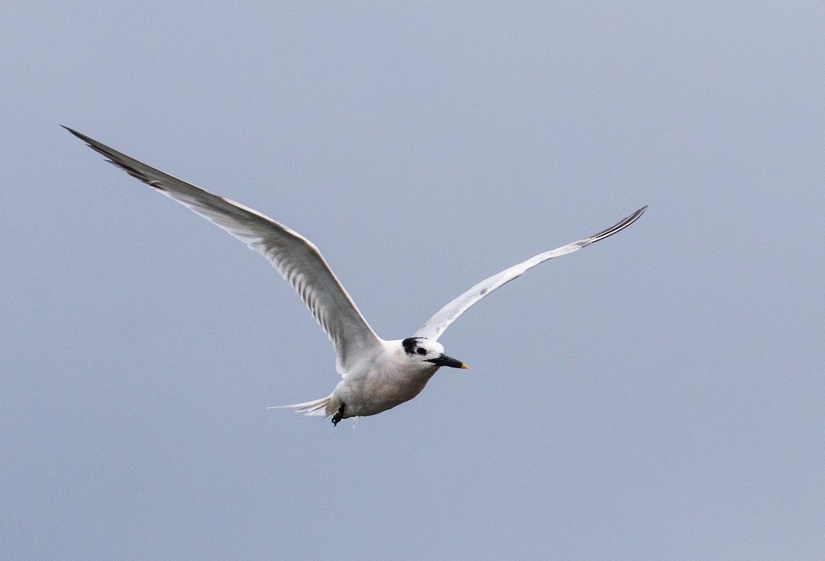 Sandwich Tern - John Alexander