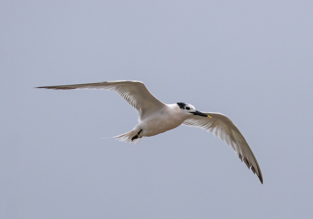 Sandwich Tern - John Alexander