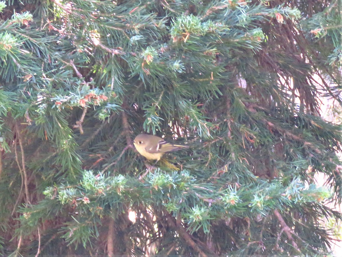 Ruby-crowned Kinglet - ML176835221