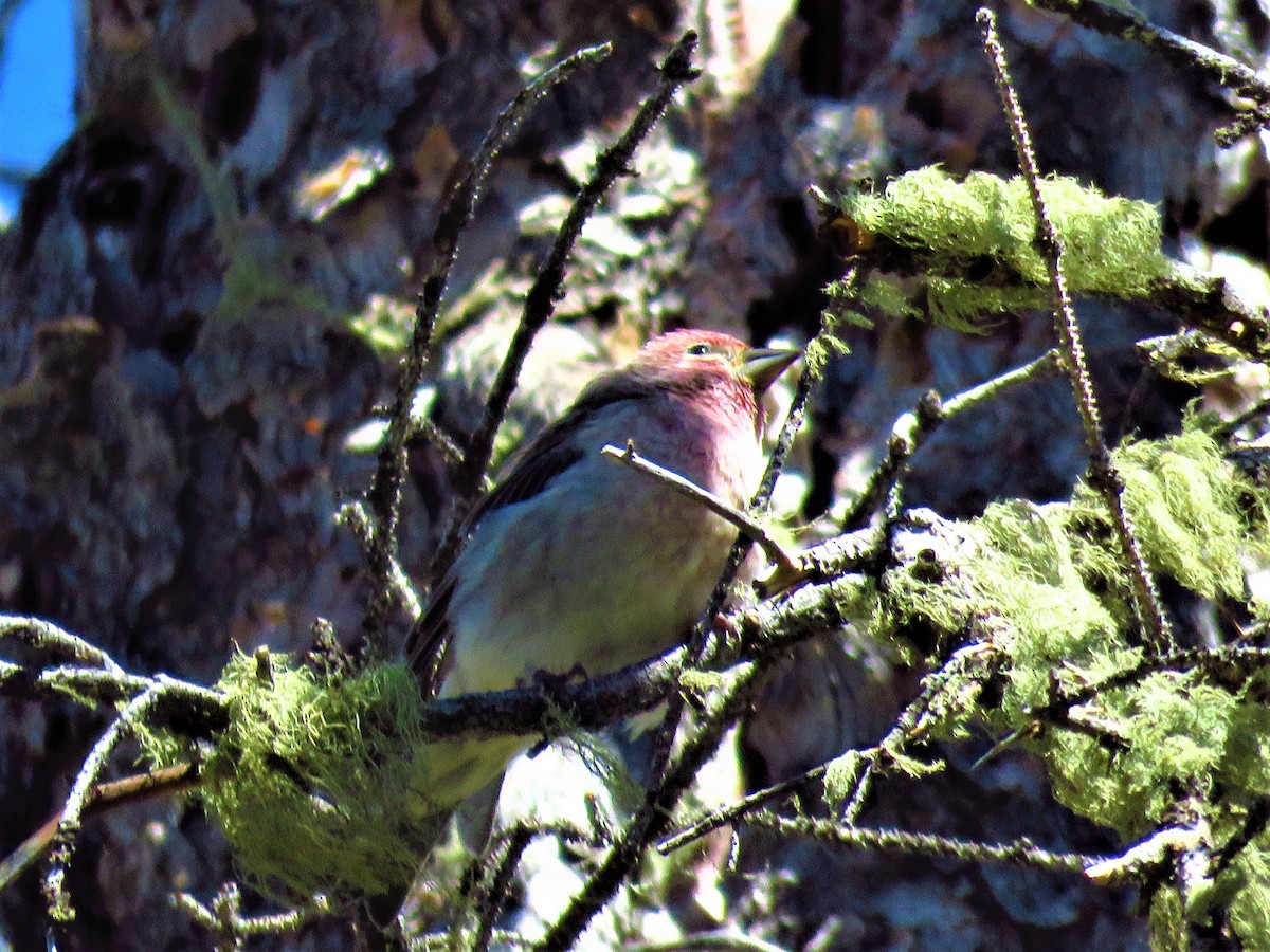 Cassin's Finch - ML176835581