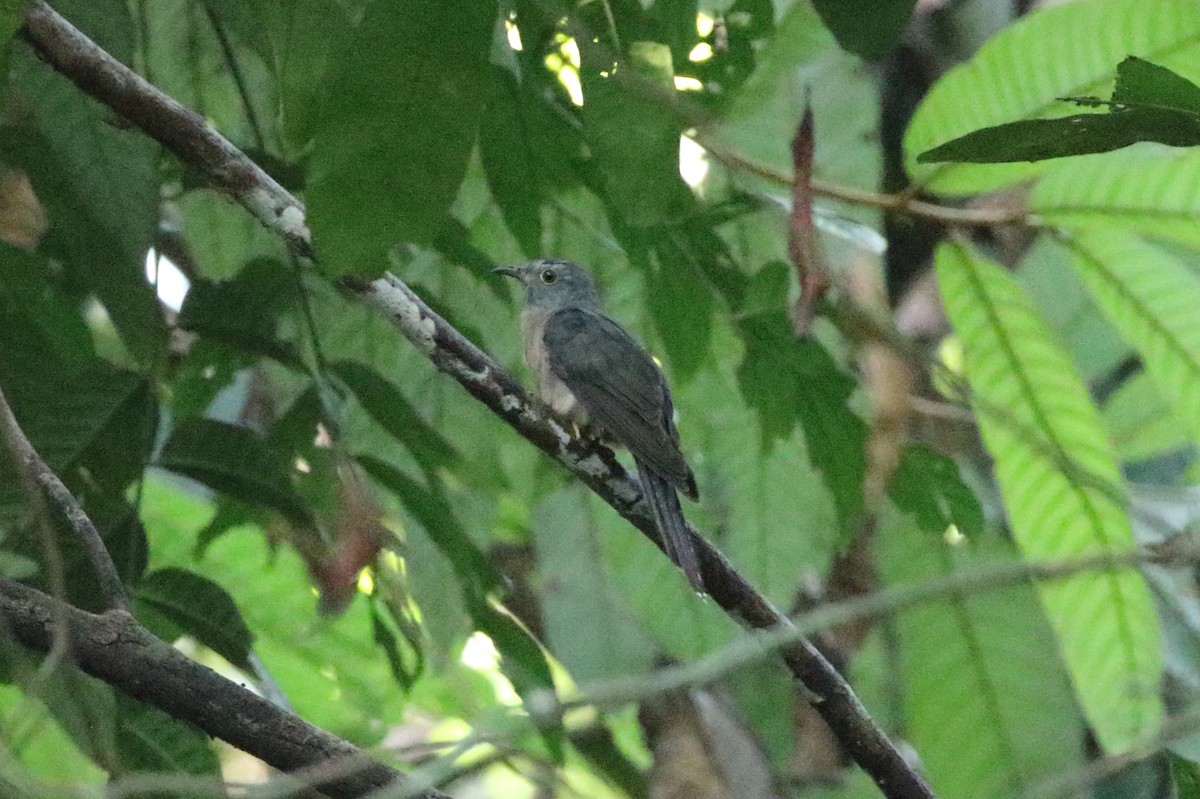 Brush Cuckoo (Sunda) - ML176837511