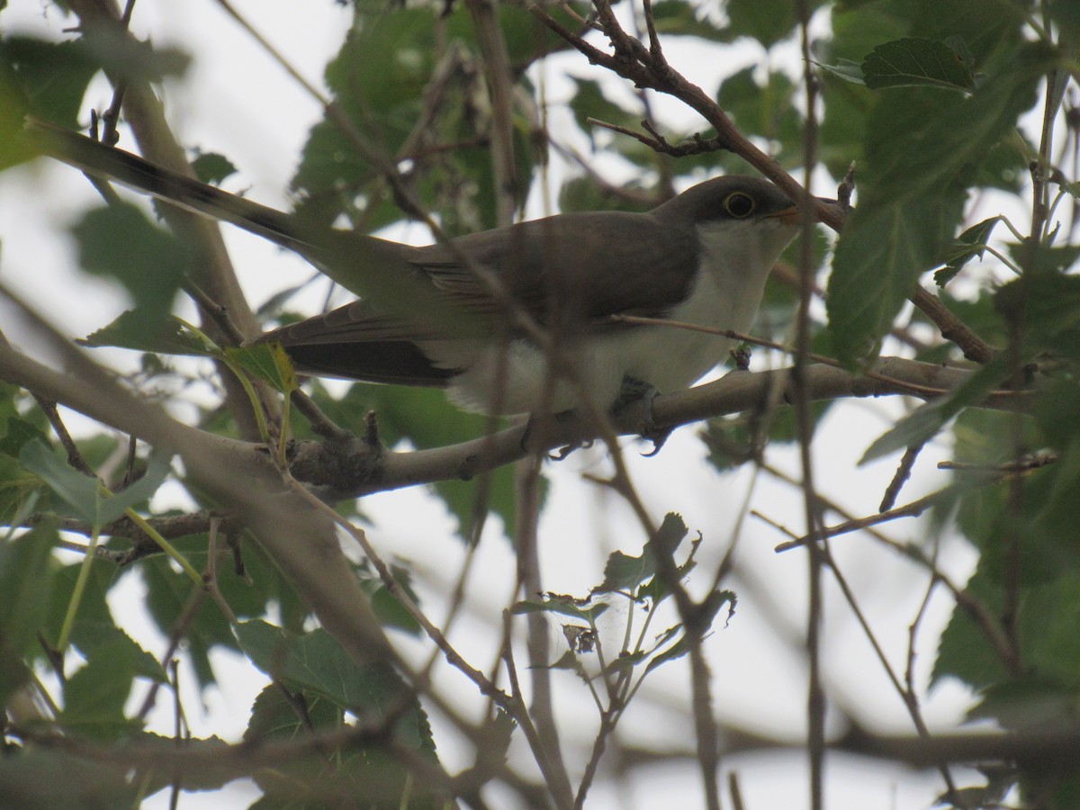 Yellow-billed Cuckoo - ML176837581