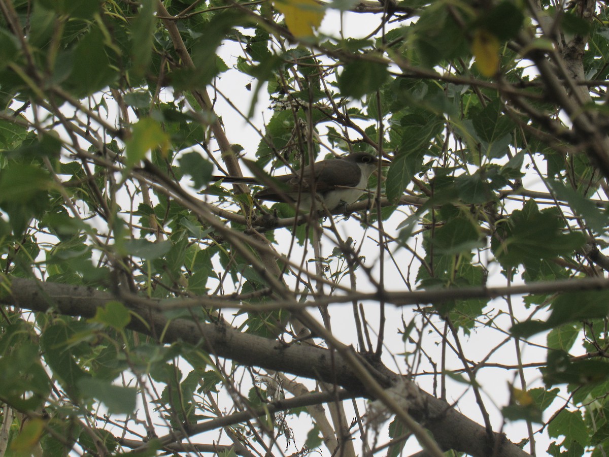 Yellow-billed Cuckoo - ML176837621