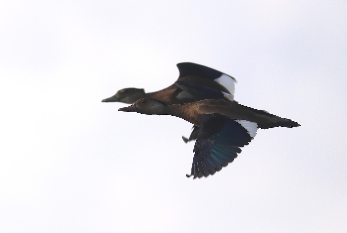 Brazilian Teal - Andre Moncrieff