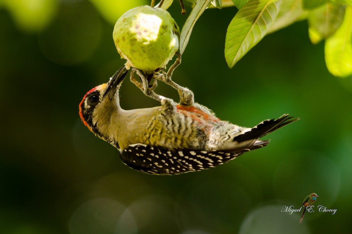 Black-cheeked Woodpecker - ML176839611