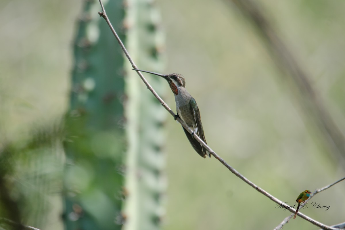 kolibřík achátový - ML176840101