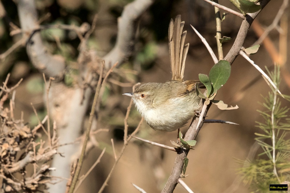 Prinia modeste - ML176840331