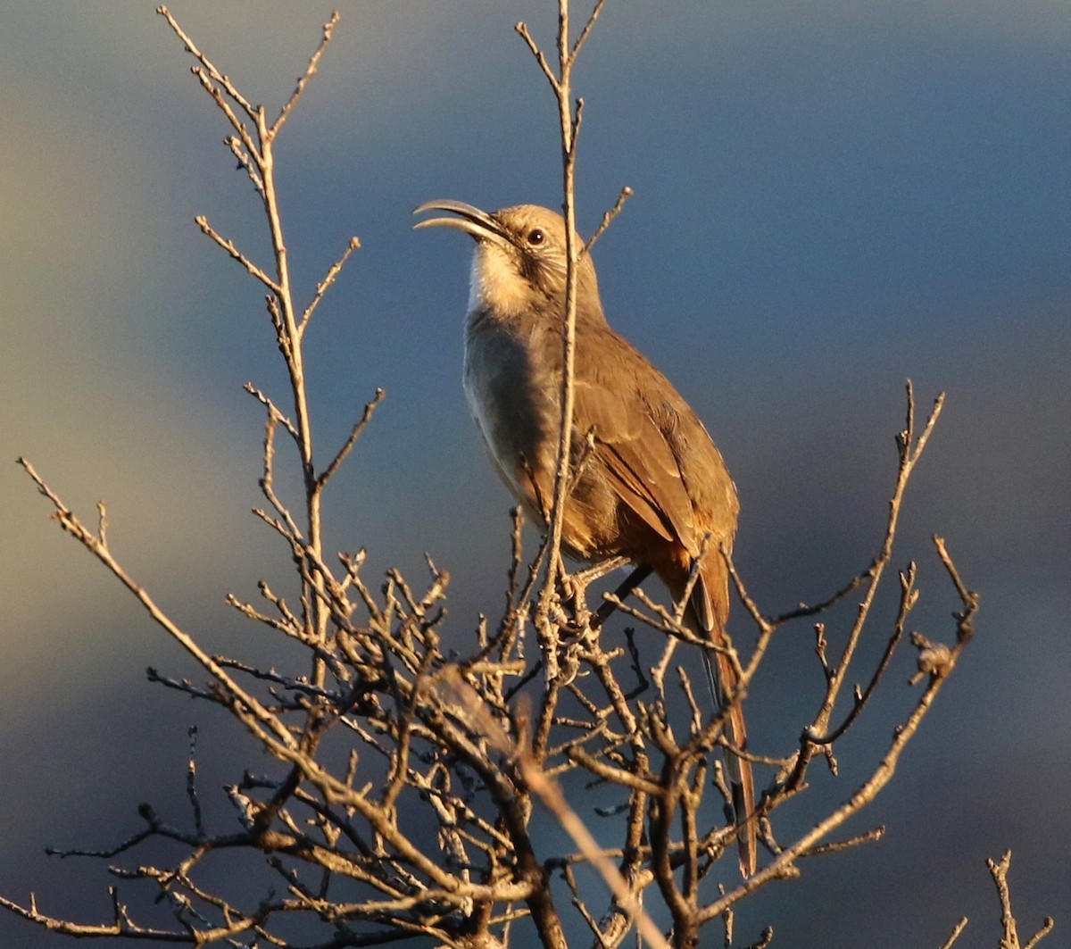 California Thrasher - Tom Benson