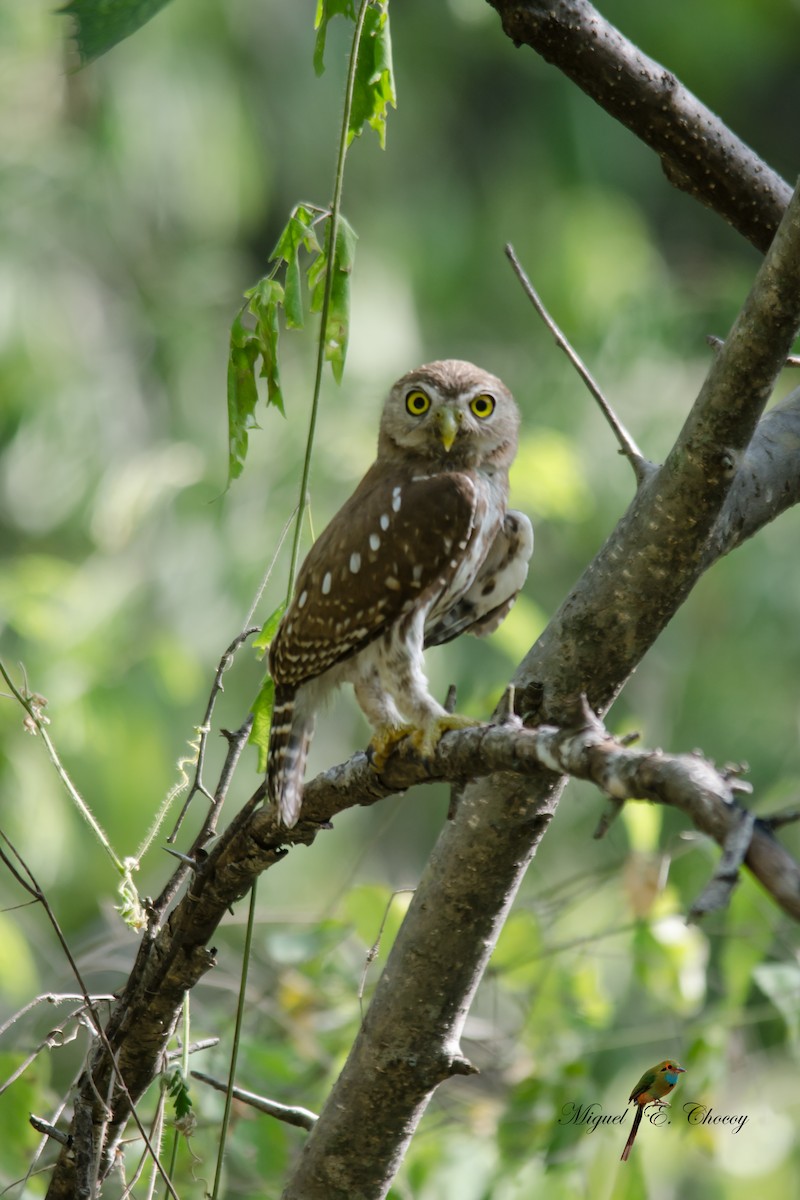 Ferruginous Pygmy-Owl - ML176840761