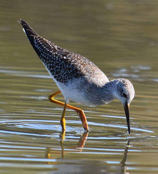 Lesser Yellowlegs - Steve Nord