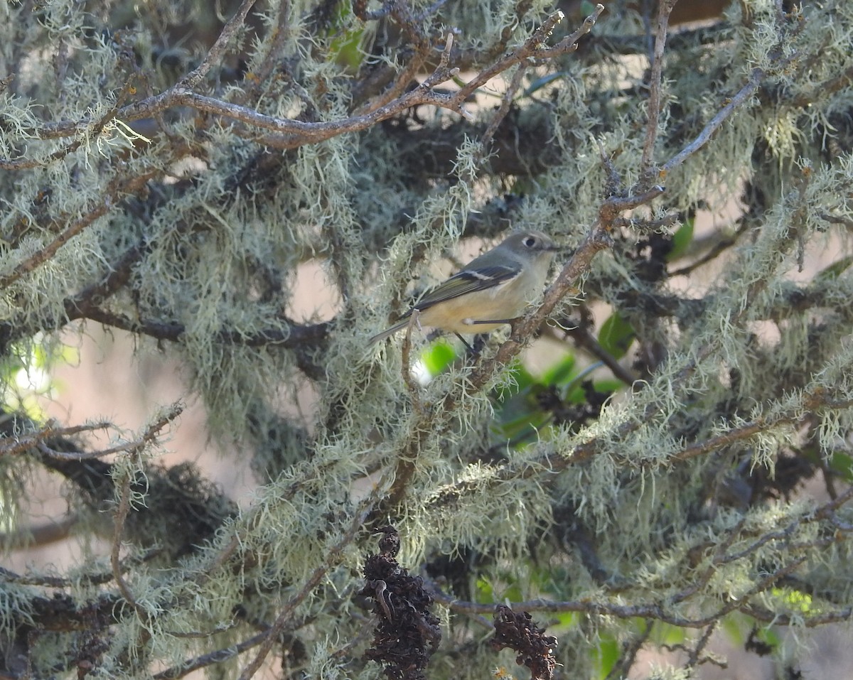 Ruby-crowned Kinglet - ML176843971