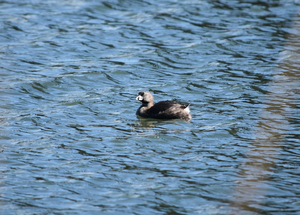 Pied-billed Grebe - Franco  Villalobos