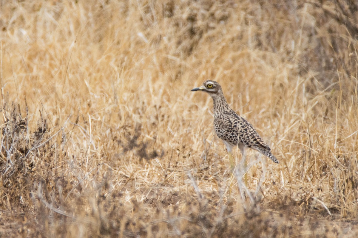 Spotted Thick-knee - William Luckhardt