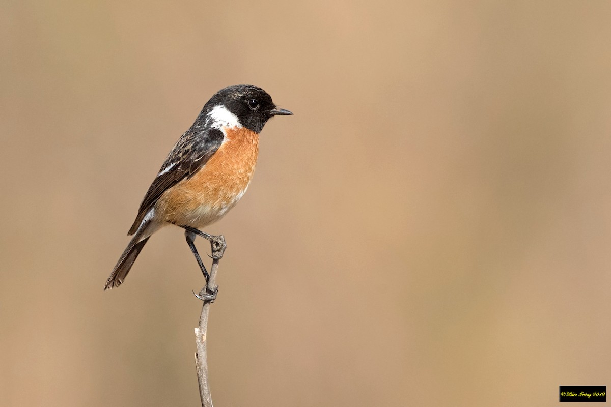 African Stonechat - ML176844591