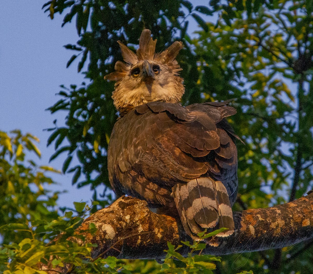 Harpy Eagle - ML176844831