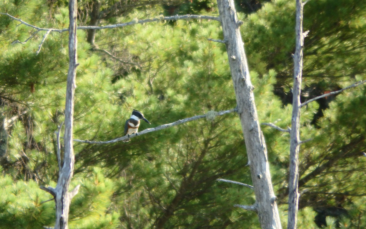 Belted Kingfisher - Jim O'Neill