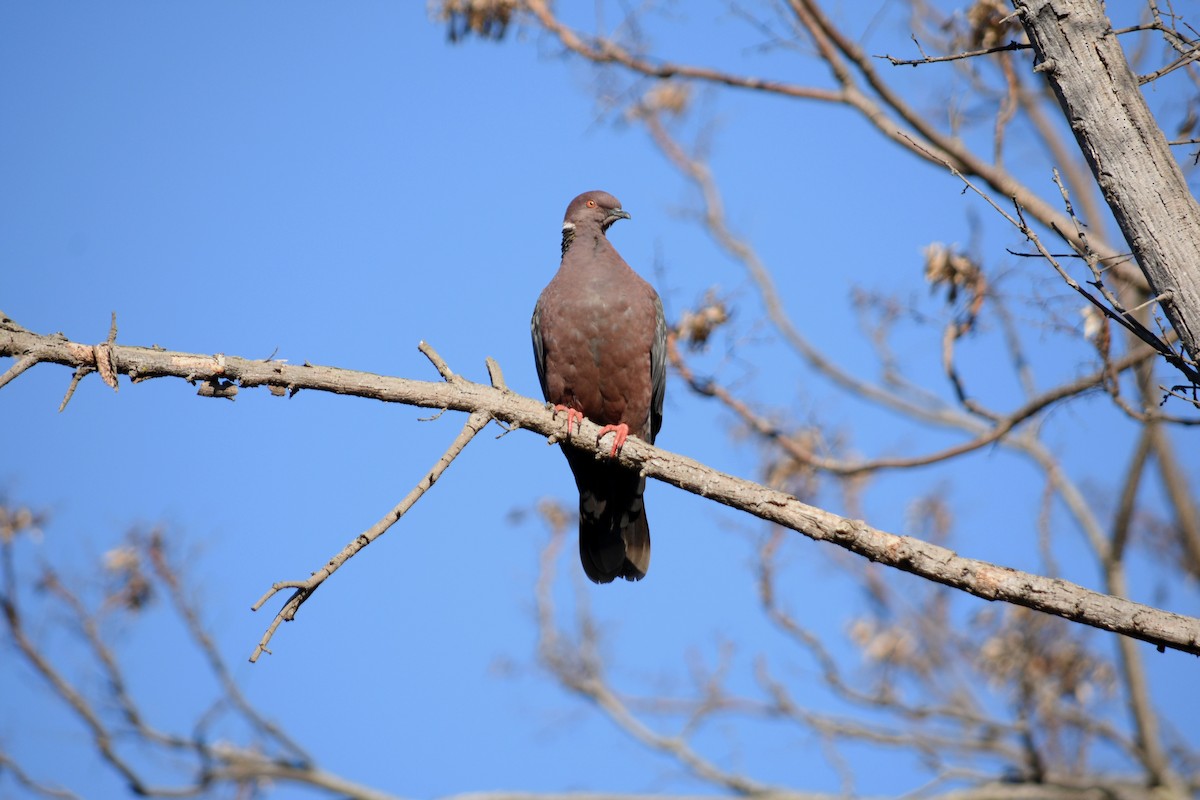 Chilean Pigeon - ML176845301