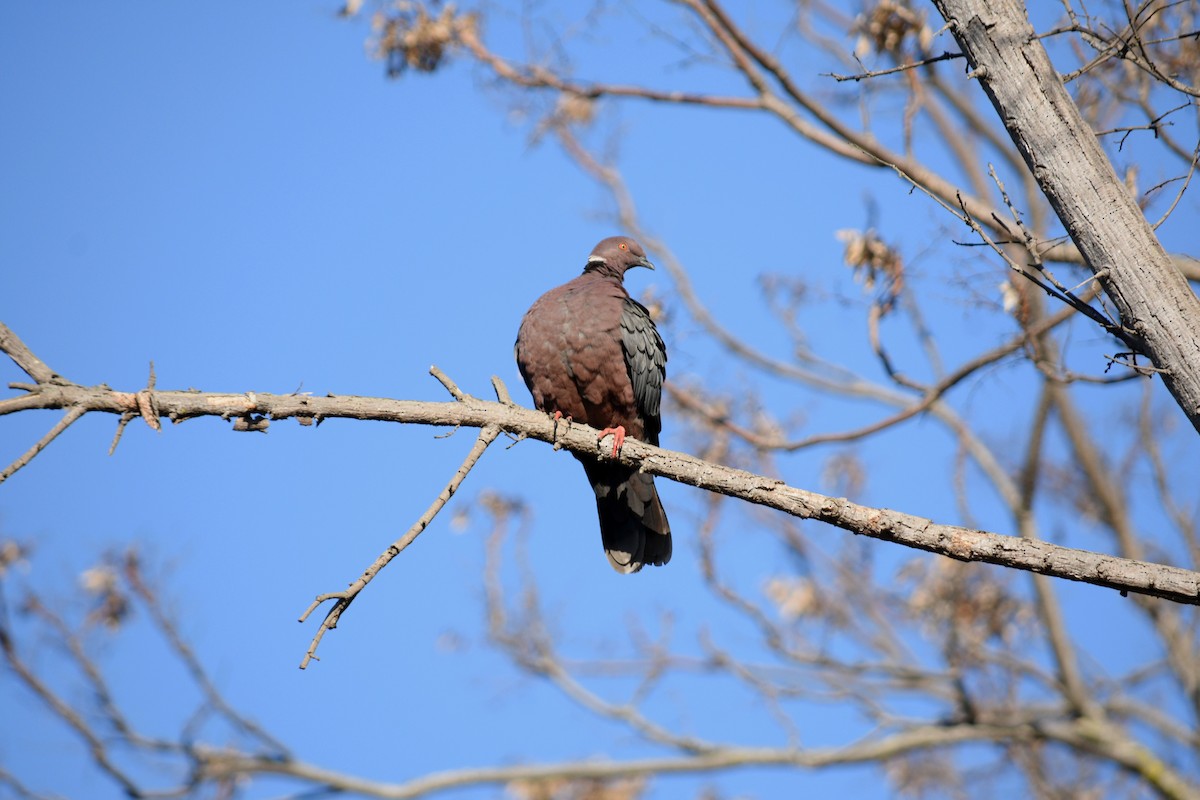 Chilean Pigeon - ML176845321