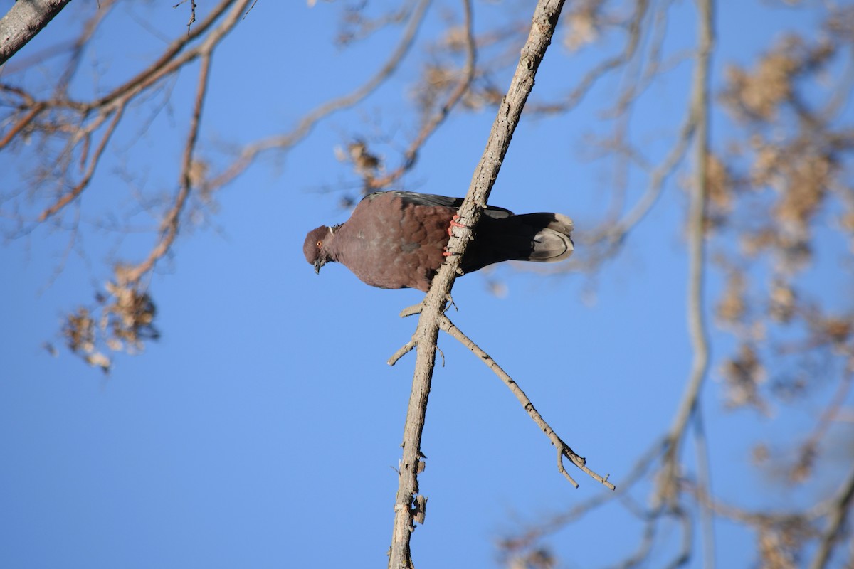 Chilean Pigeon - ML176845351