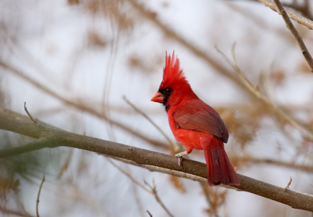 ショウジョウコウカンチョウ（carneus） - eBird