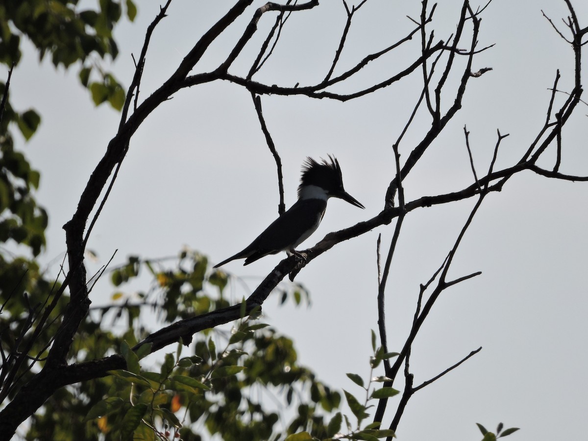 Belted Kingfisher - Mike Norton