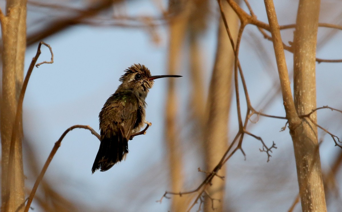 Turquoise-crowned Hummingbird - Jay McGowan
