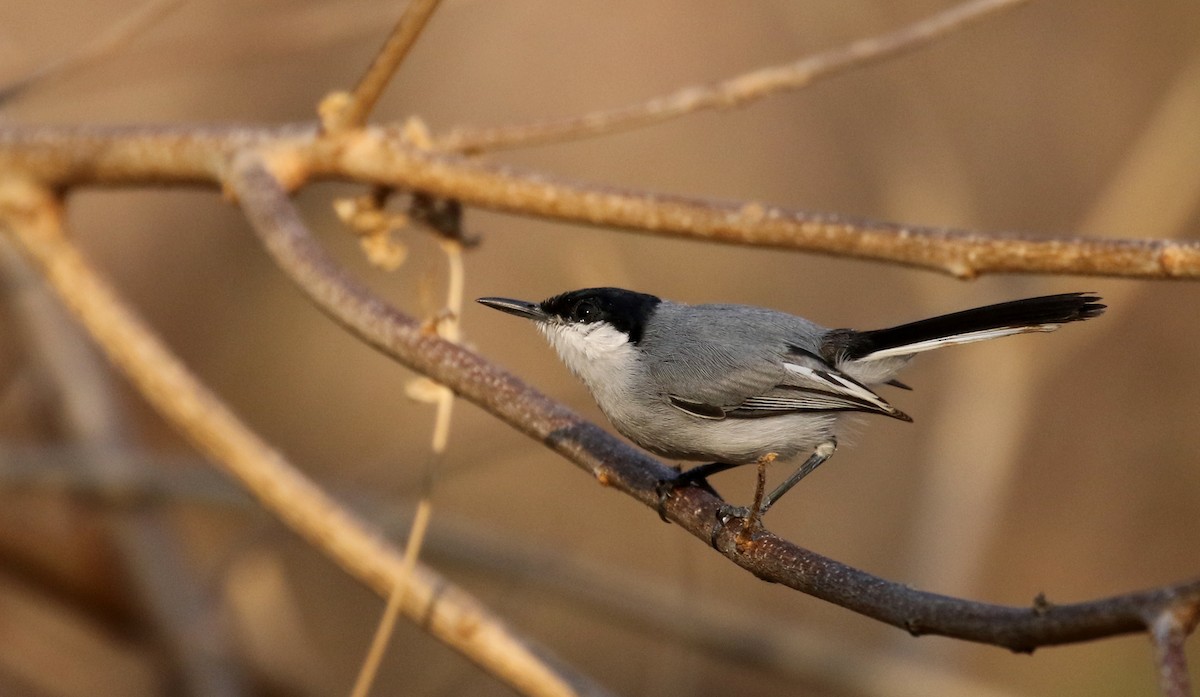 White-lored Gnatcatcher - ML176848201