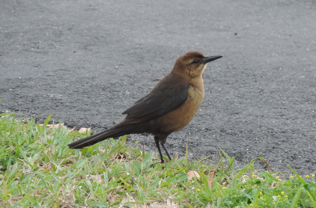 Boat-tailed Grackle - ML176848571