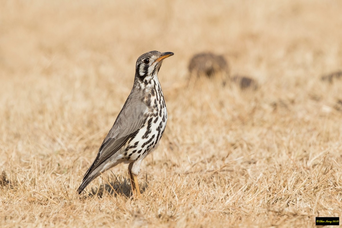 Groundscraper Thrush - David Irving