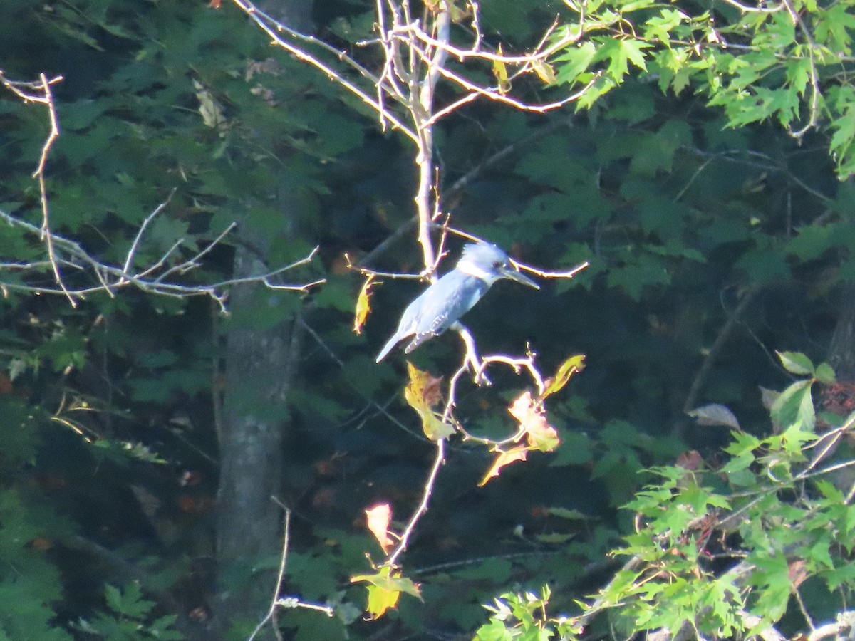Belted Kingfisher - ML176849101