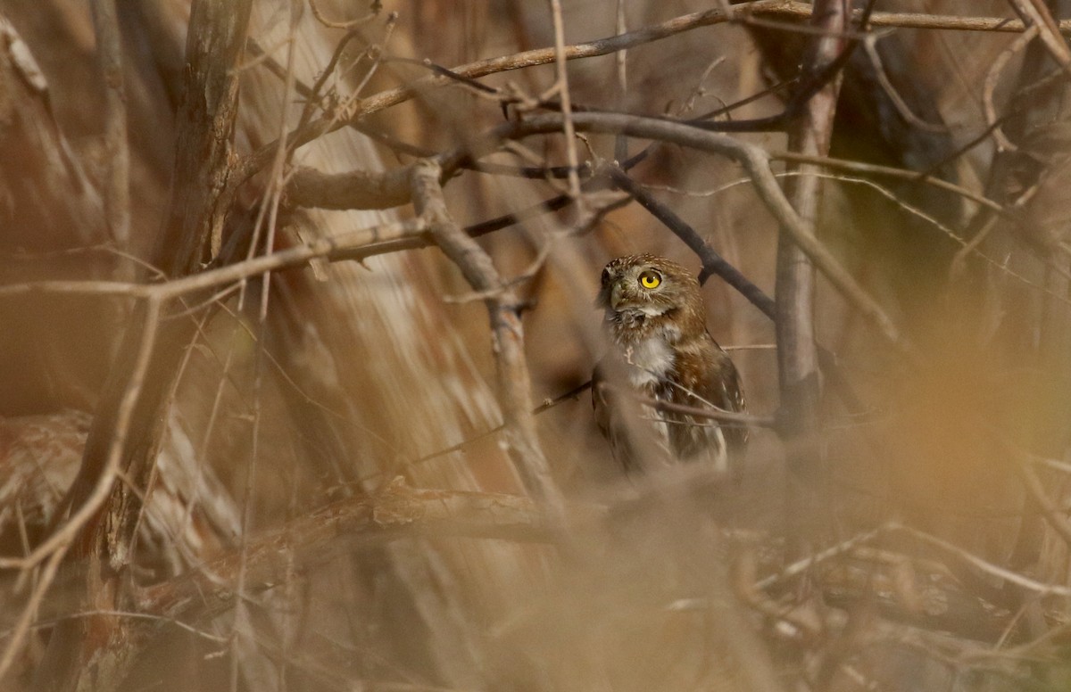 Ferruginous Pygmy-Owl (Ferruginous) - Jay McGowan