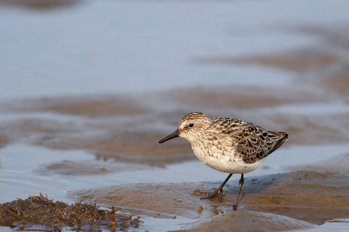 Semipalmated Sandpiper - Tom Auer