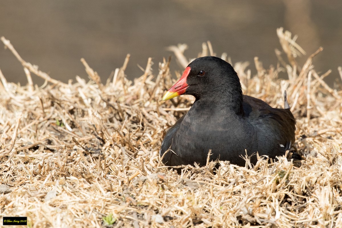 Gallinule poule-d'eau - ML176851821