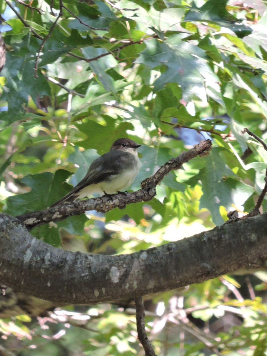 Eastern Phoebe - Ginny Culver