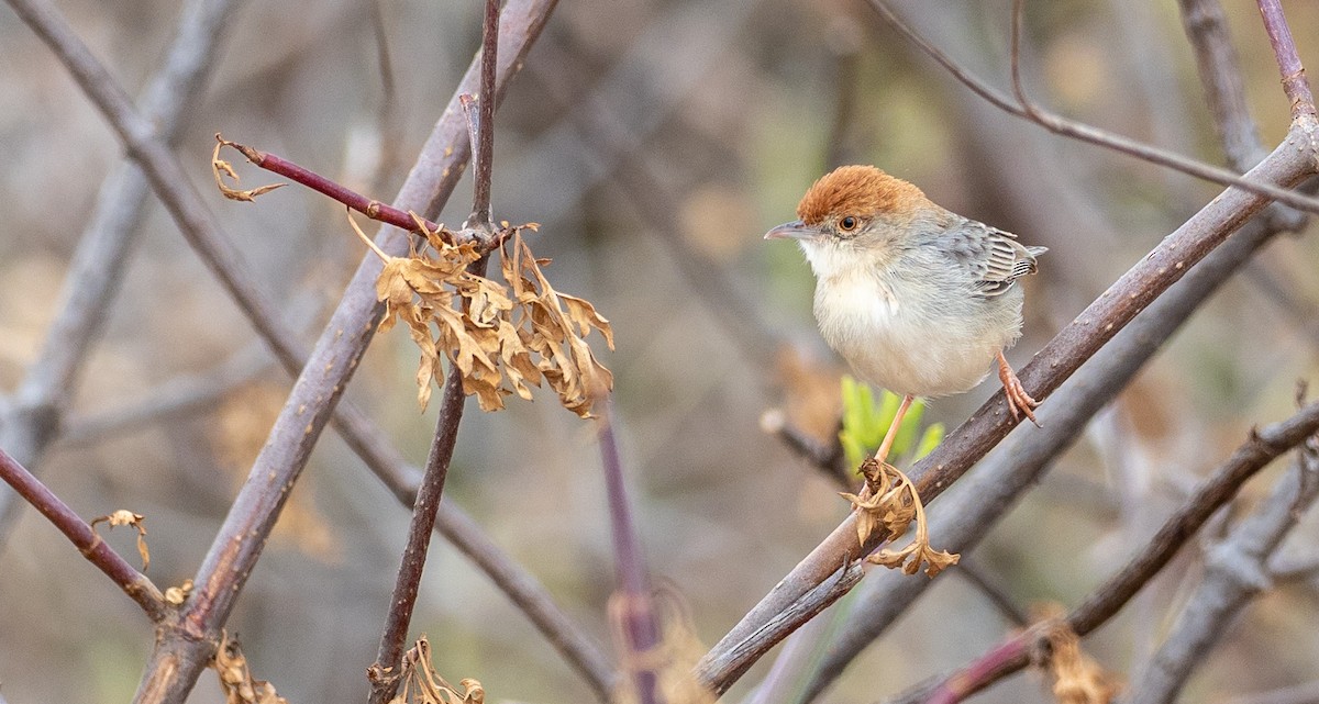 Tiny Cisticola - Forest Botial-Jarvis