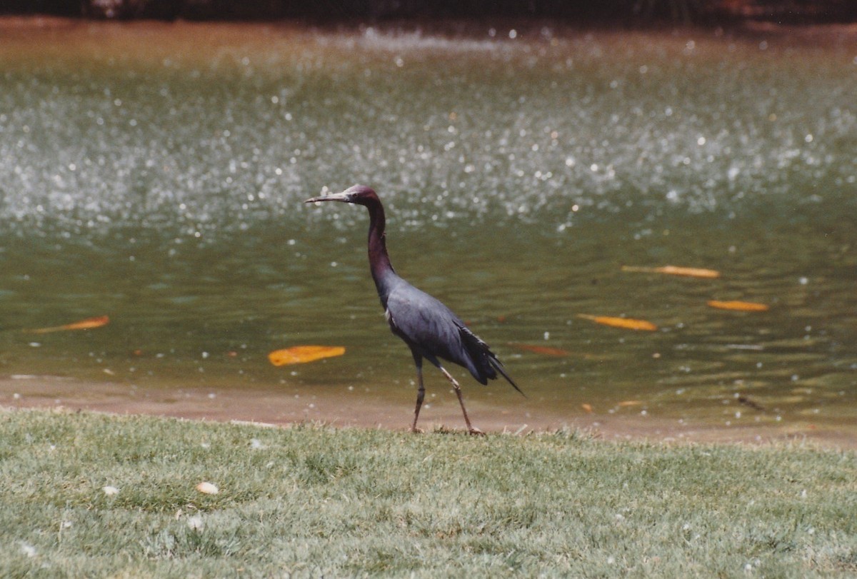 Little Blue Heron - ML176855491